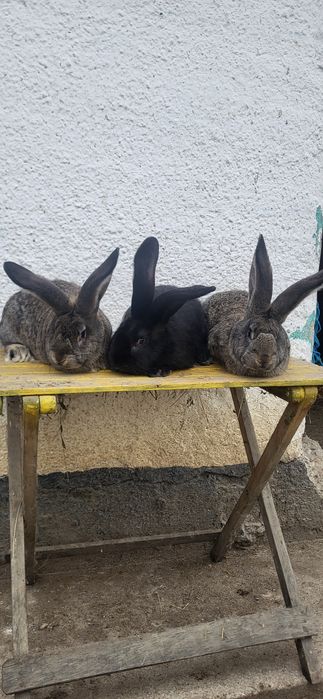 Vand Iepuri Uriași German