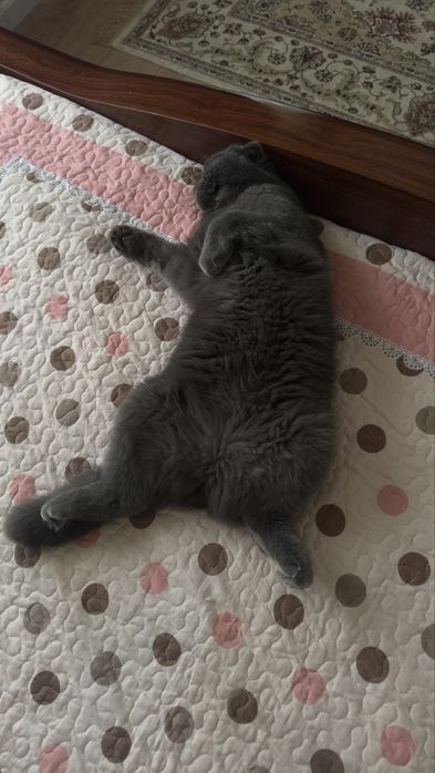 Кашка скотиш фолд 1.5 года