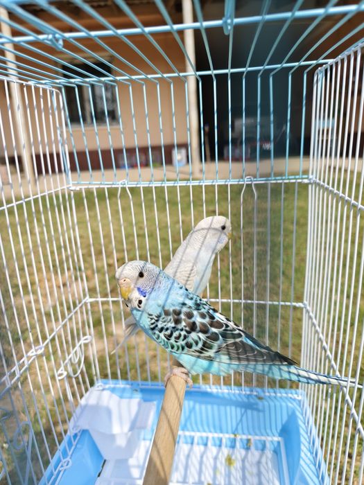 Попугай комплект с клеткой