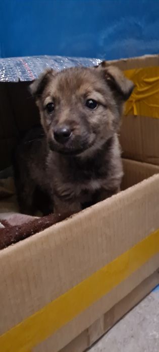 Ищем хозяина для щенка.