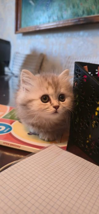 Британец не вислоухий