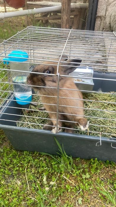 Кролик коричневый самец