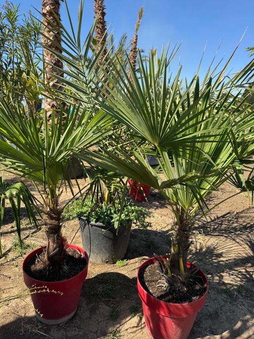 Palmieri Sterlitzia Leandri