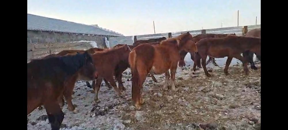 Лошади 32 головы