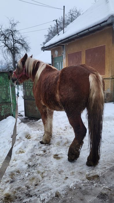 Vând mânz armăsar 2 ani