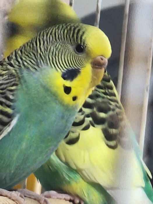 Vand o pereche de papagali  foarte frumosi