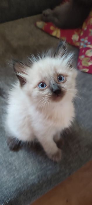 Продам котят сиамских