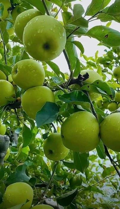 Mar și par la oferta 10 lei bucata- 100-120 de cm diverse soiuri