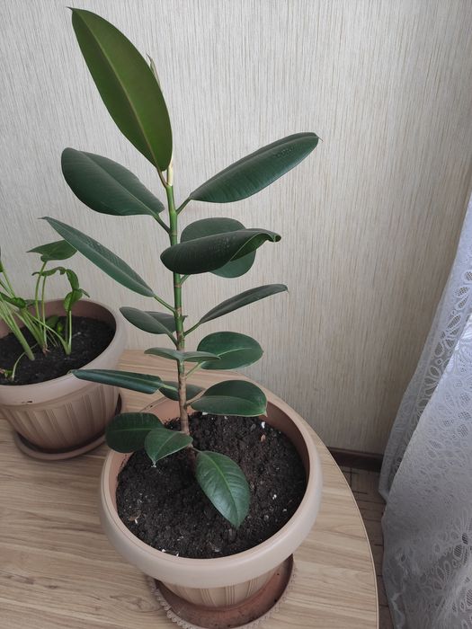 Продам фикус каучуконосный
