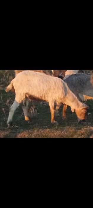 Ешкилер сатылады.Теке сатылады