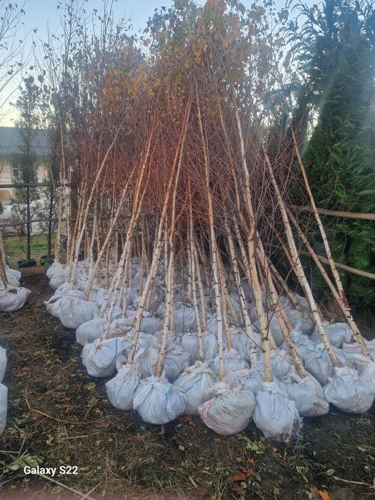 Copaci ornamentali Mesteacăn Tei Platan artar