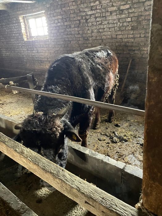 Продам бычков  3 штуки ….