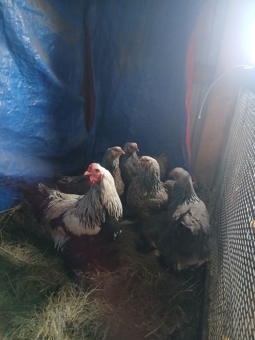 Семейка тёмного брама