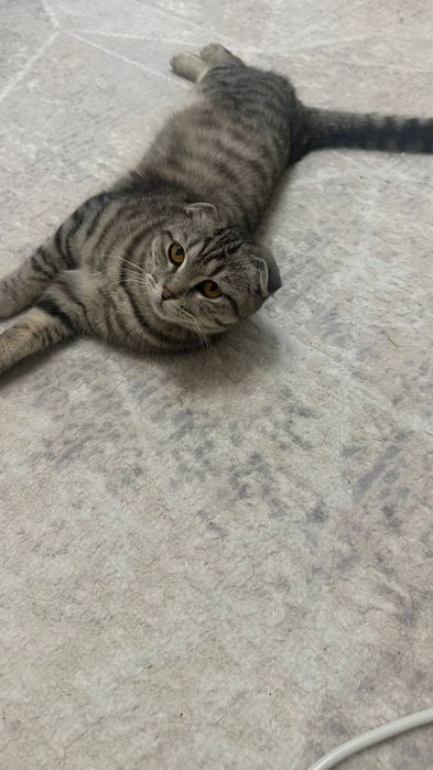 продам за хороший цену 10к