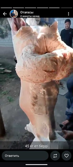 Семіз қойлар құрбандыққа