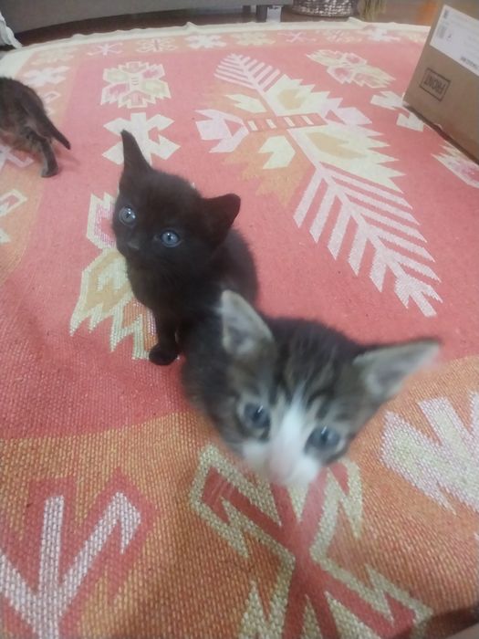 Раздадим котят бесплатно