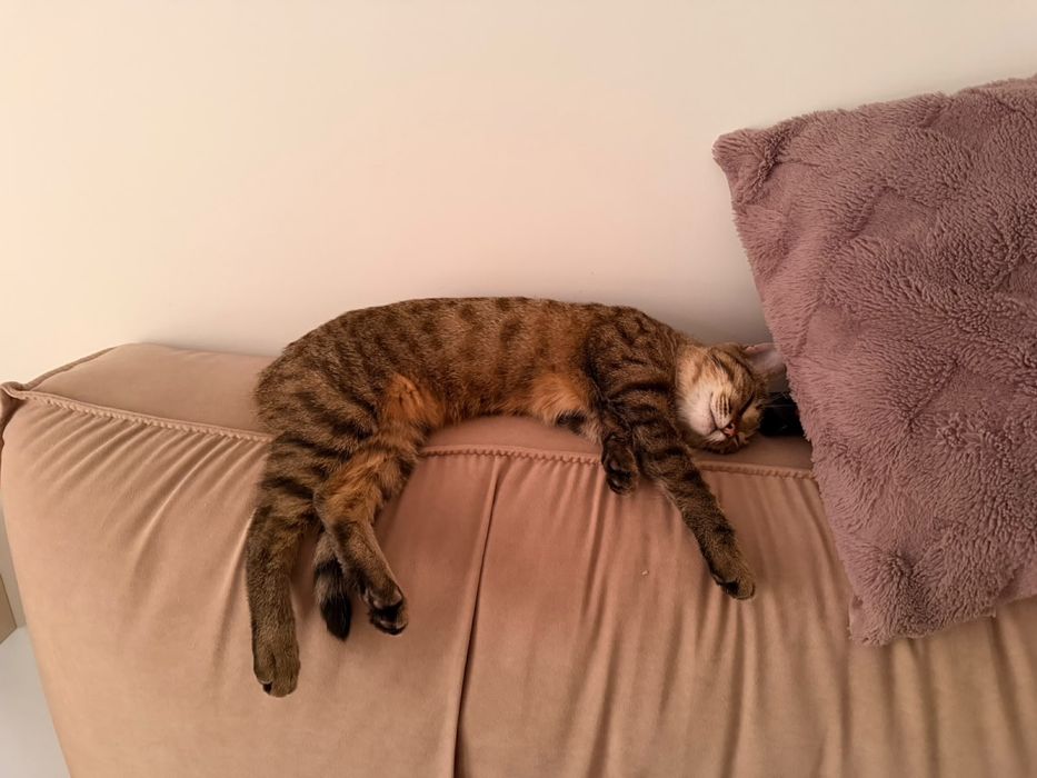 Котенок девочка отдам бесплатно