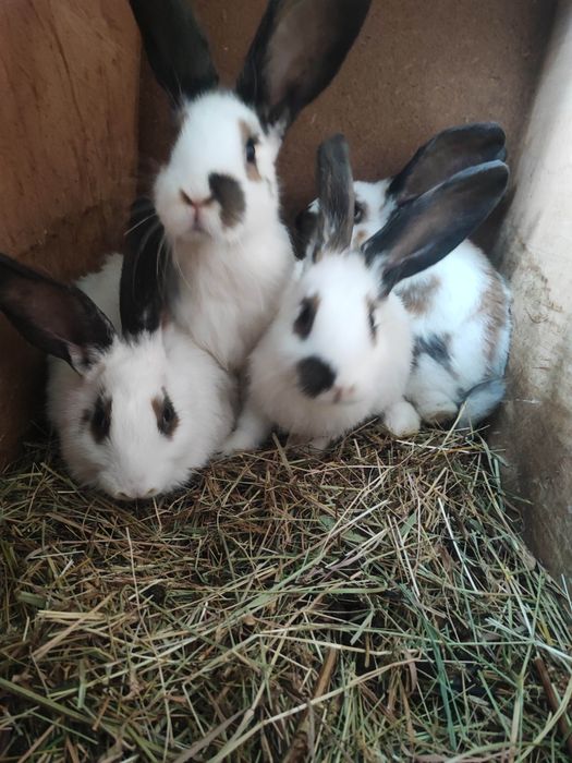 Vând iepuri Fluture German