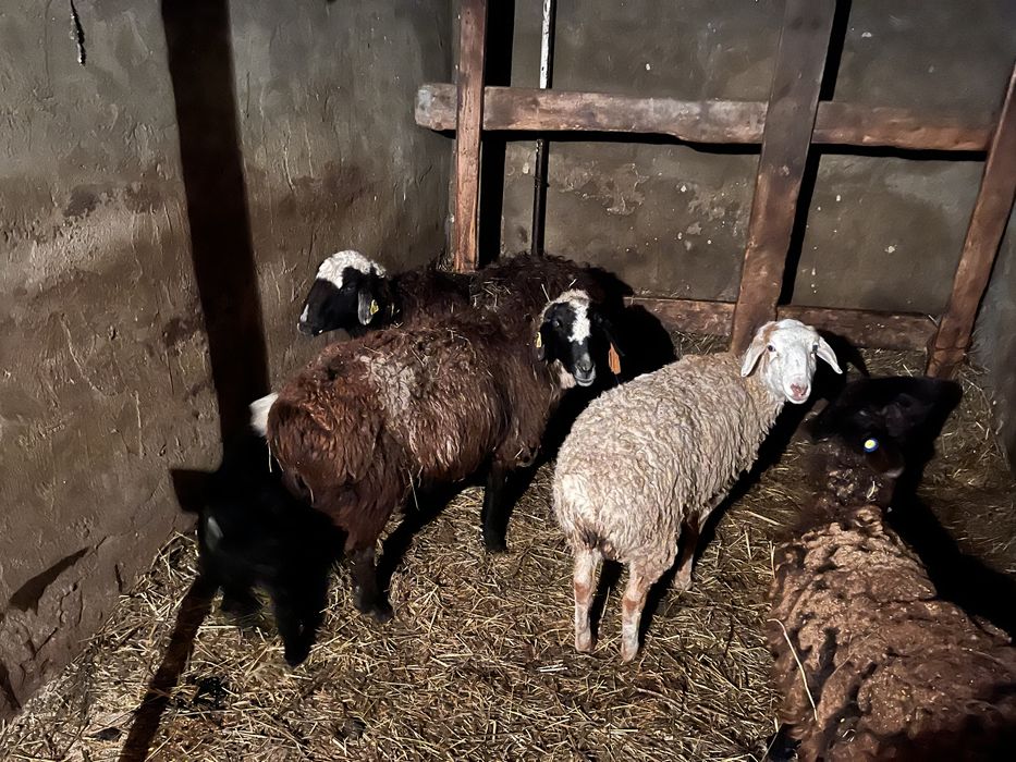 Продам баранов токты