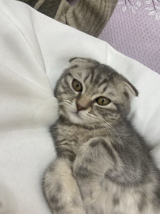 Шотландский вислоухий котенок