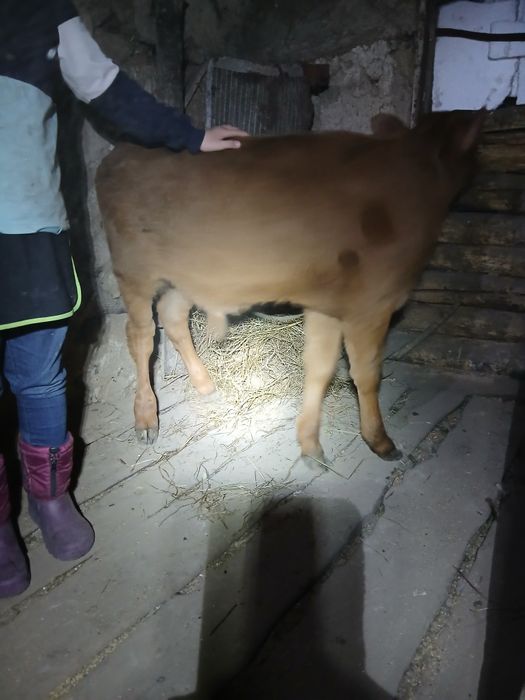 Продам телёнка 3мес