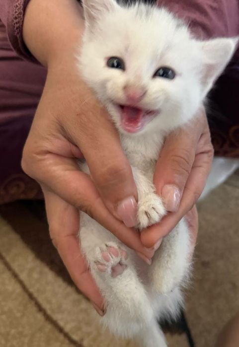 Ласковые,добрые игривые котята