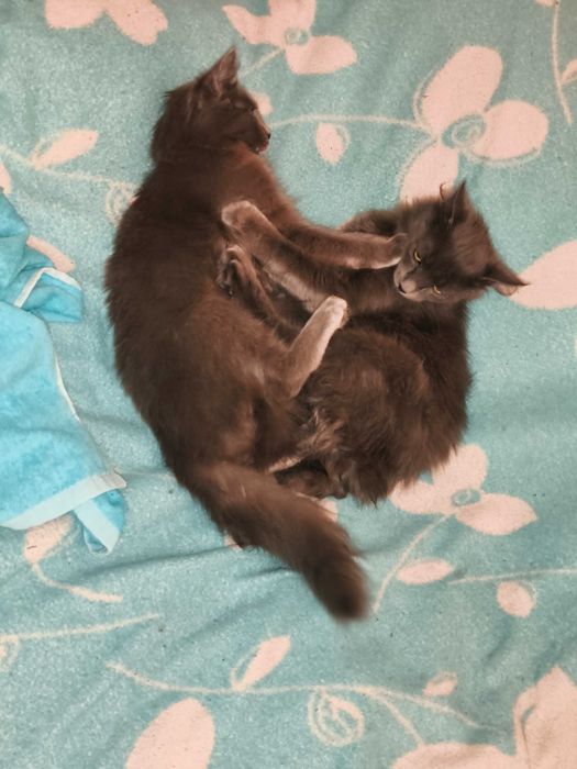 Продавам британски късокосмести долгокосмести котенца