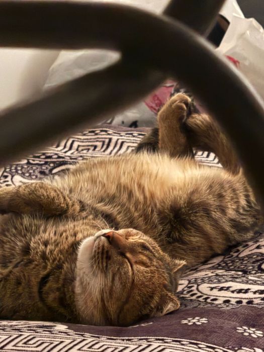 Кошка срочно отдатим в надежные руки