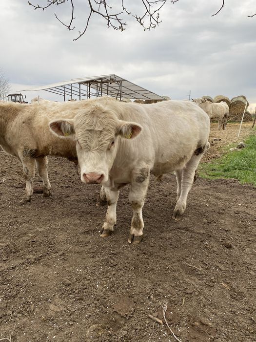 Charolais Tauri de monta
