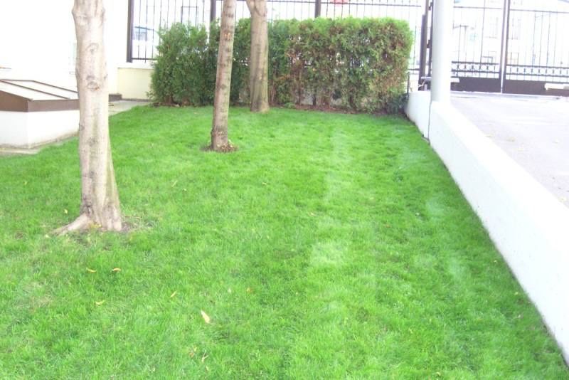 Газон, сетка, микроклимат