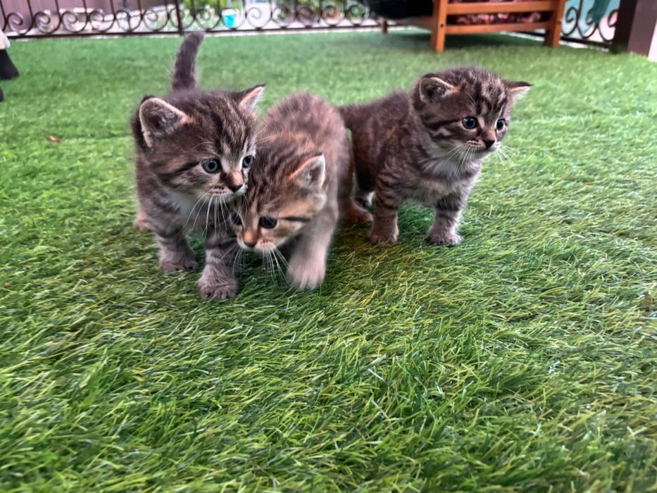 Котята, в добрые руки