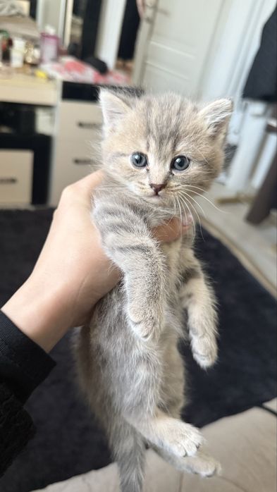 Продам шотландского котенка