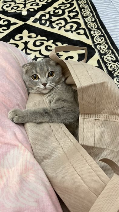 Кошка шотландская