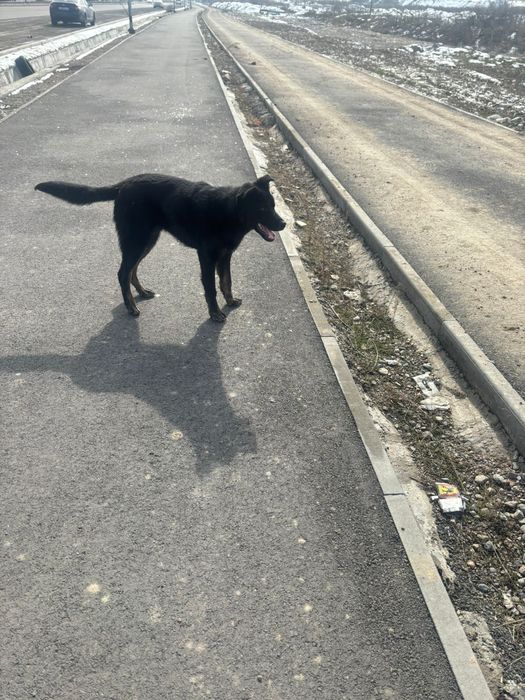 ВЕО 7 месяцев щенок