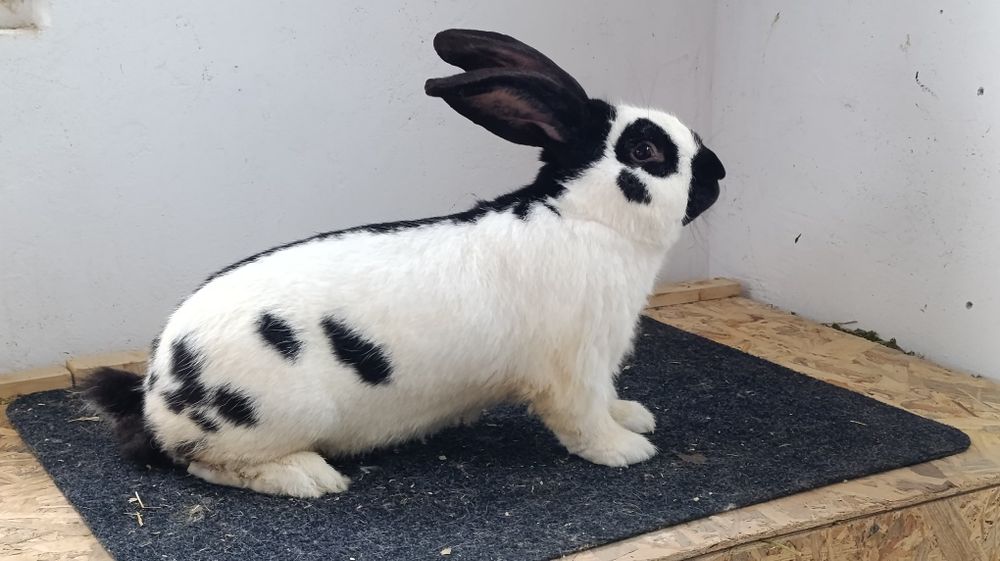 Iepuri Uriaș German Chinchilla și Fluture German