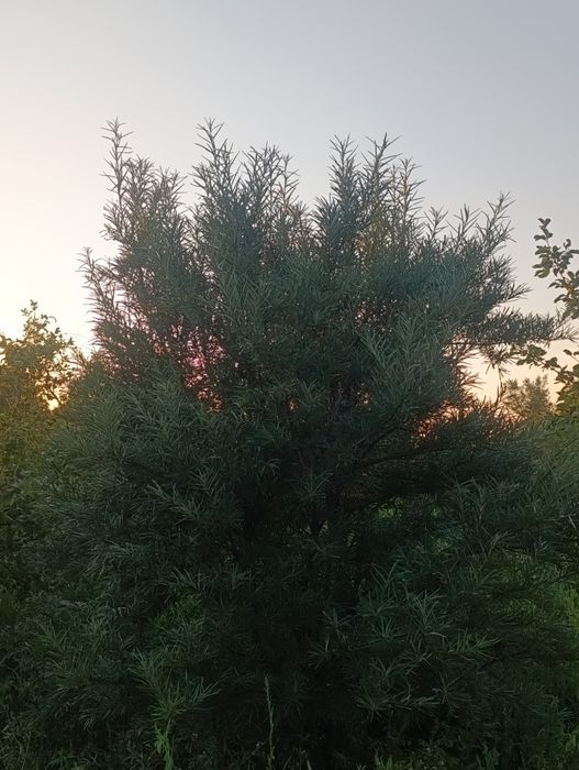 Продам  две дачи районе желаева
