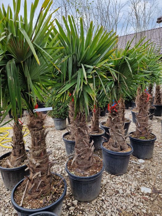 Palmieri rezistenți la inghet toate dimensiunile