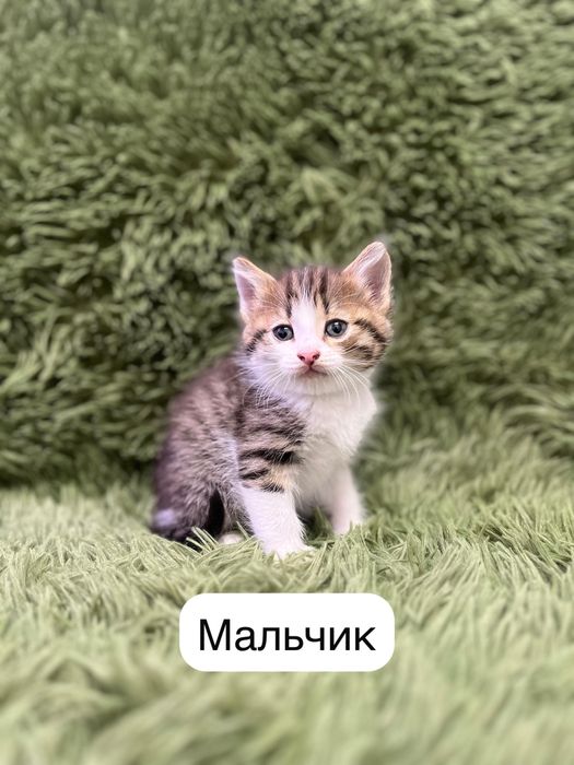 Хорошенькие котята