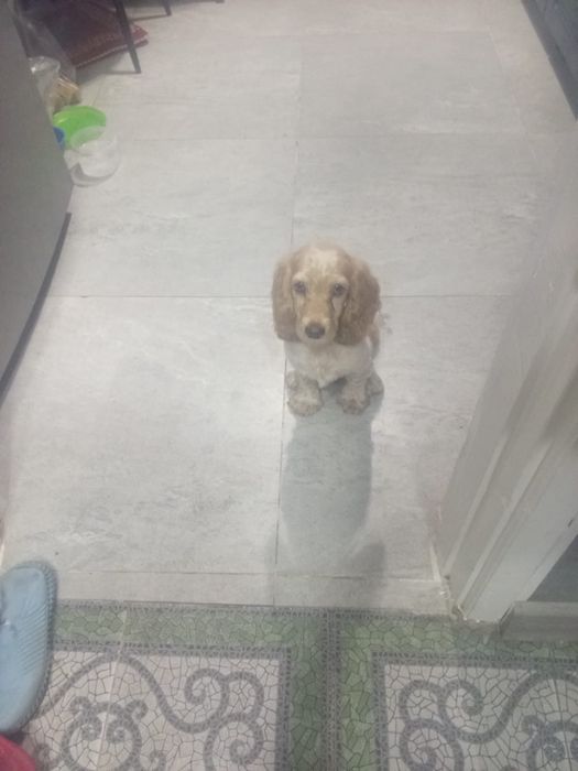 спаниель 5 месяцев