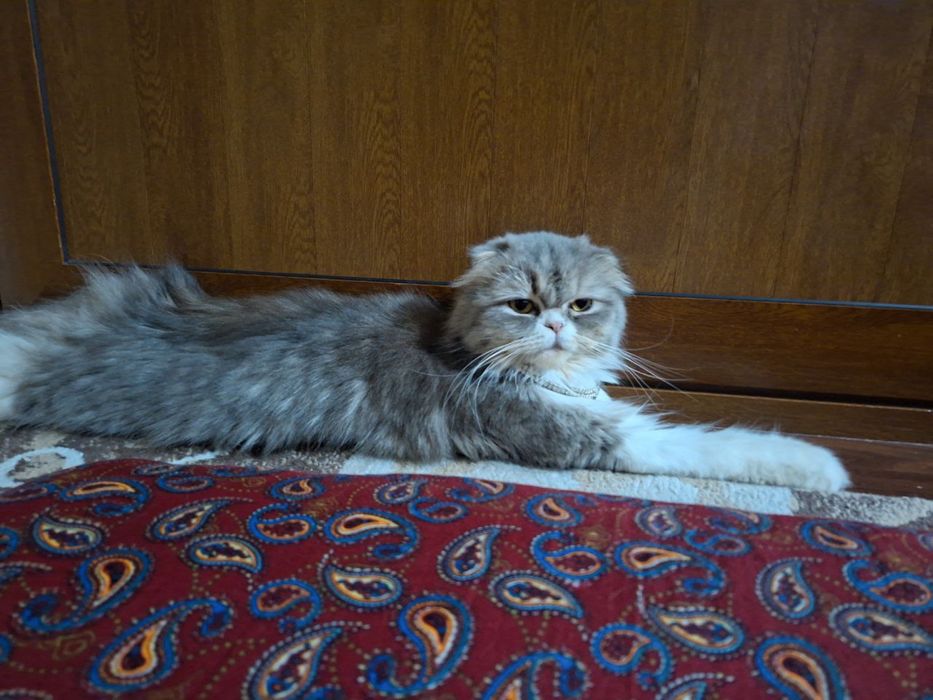 Mushu sotiladi skotish fild xeyland