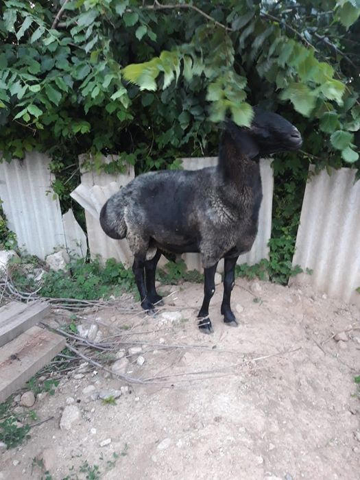 Продам продам продам продам продам