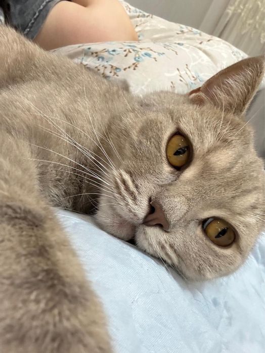 Скоттиш—страйт кот