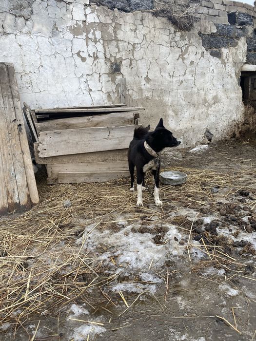 Продам двух лайек