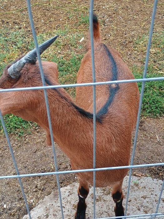 Ieduță metis anglonubiana cu alpin francez
