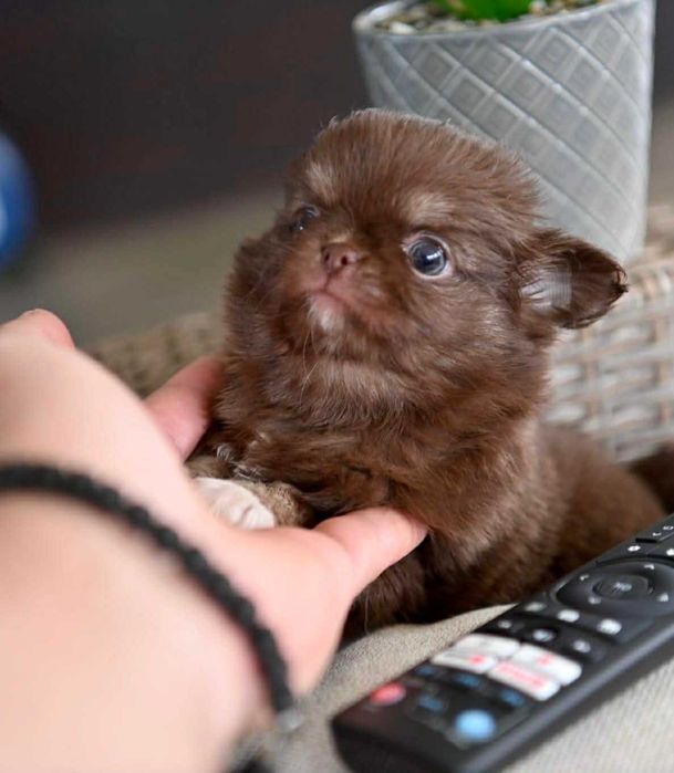 Мъжко дългокосместо миниатюрно шоколадов тен чихуахуа
