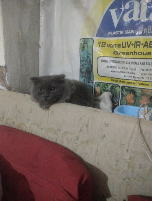 Продам котёнка мальчик 6 месяца британский скоттиш фолд