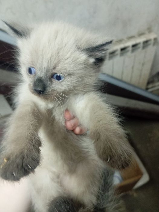 Отдам котят. 2 месяца.