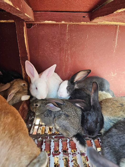 Iepurași de vanzare