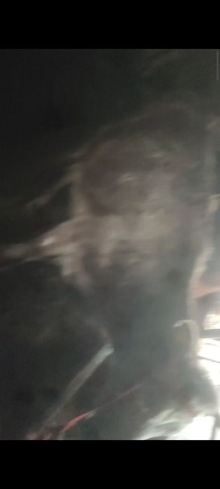 Бузаулы сиыр сатылады