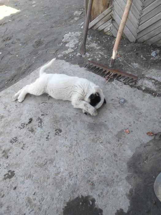 Отдам щенка в добрые руки